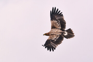 Flying Imperial Eagle - Aquila heliaca