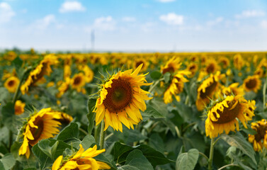 Obraz premium Agricultural field of blooming sunflowers. Panoramic view. Natural flowering background with blue sky.