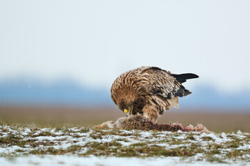 Imperial Eagle eating a rabbit