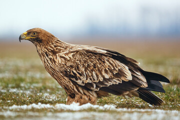 Eastern Imperial Eagle on the ground