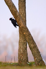 Black Woodpecker - dryocopus martius on the tree