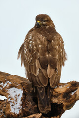 Common buzzard - Bute buteo