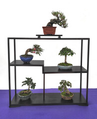 bonsai trees exhibited on standa 
