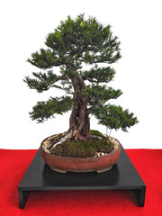 English yew in the pot, bonsai tree