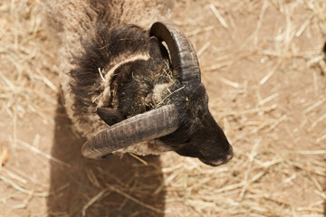 Cute funny sheep on a farm, closeup. Animal husbandry. Selective focus.