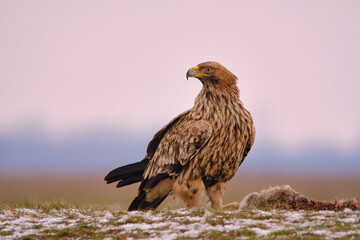 Eastern Imperial Eagle on the ground