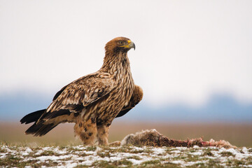 Eastern Imperial Eagle on the ground