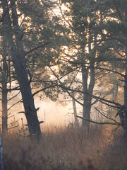 Sonnenaufgang im Moor