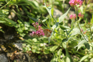 buttrefly on a flower