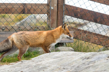 Red Fox in front of mesh fence © Lillian