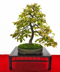 Foto auf Acrylglas Antireflex bonsai tree isolated on white, common hornbeam © Hana