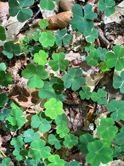 Klee im Wald als Hintergrund 