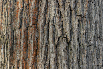 Abstract nature background, Wrinkles and uneven surface of thick tree bark in the forest, Details of cracked on tree trunk texture pattern background.