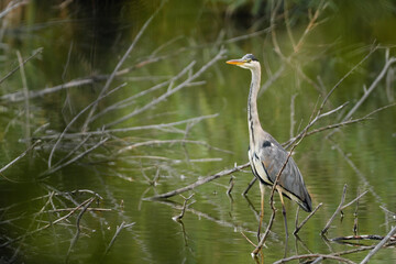 Grey heron - ardea cinerea 