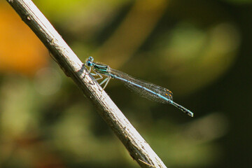 blue dragonfly on a leaf