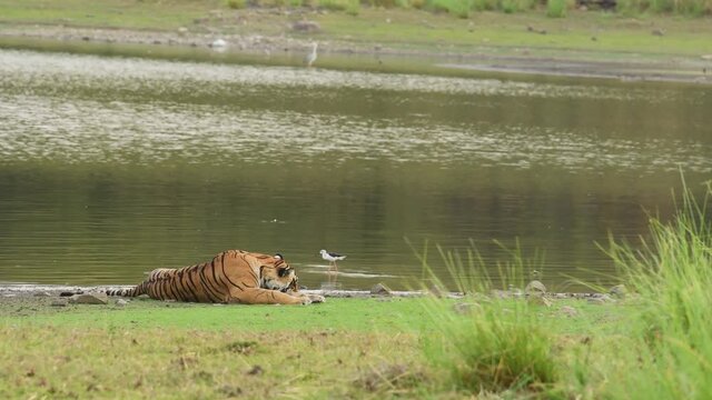 Full shot of wild bengal female tiger or tigress resting on green grass in scenic landscape of rajbagh lake in backdrop at ranthambore national park or tiger reserve rajasthan india - panthera tigris