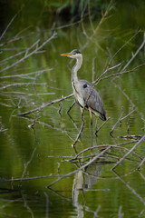 Grey heron - ardea cinerea 