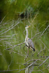 Grey heron - ardea cinerea 