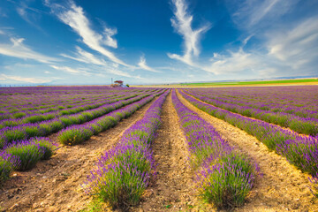 Naklejka na ściany i meble Lavender Field. Beautiful violet lavender flowers in the lavender garden.