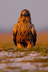 Eastern Imperial Eagle on the ground