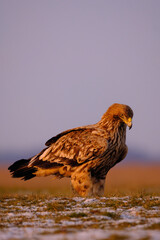 Eastern Imperial Eagle on the ground