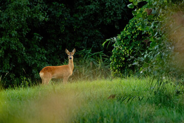 Roe deer on the meadow