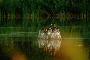 Group of Cormorants on the lake
