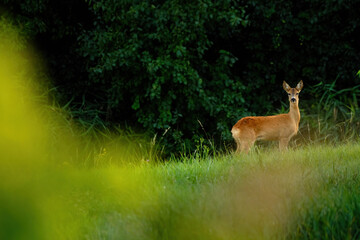 Roe deer on the meadow