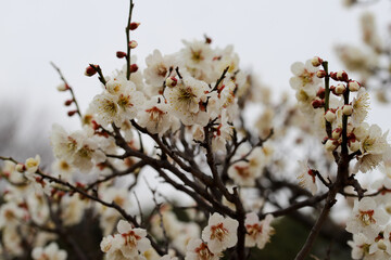 公園の梅林の梅
