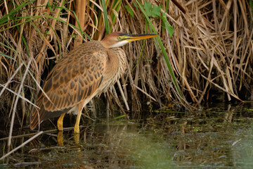 Purple heron - ardea purpurea