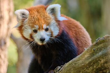 Red panda - Ailurus fulgens