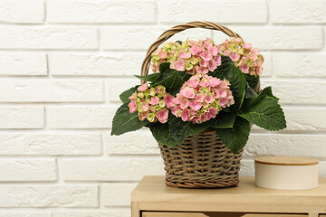 Beautiful blooming pink hortensia in wicker basket on table near white brick wall. Space for text