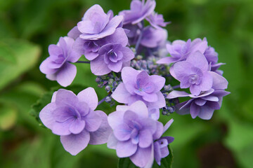 Fototapeta premium flowers in the garden