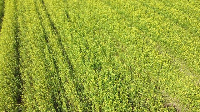 Drohnenvideo, Feld mit Senf