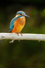 Common kingfisher perching over the river.