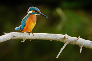 Common kingfisher perching over the river.