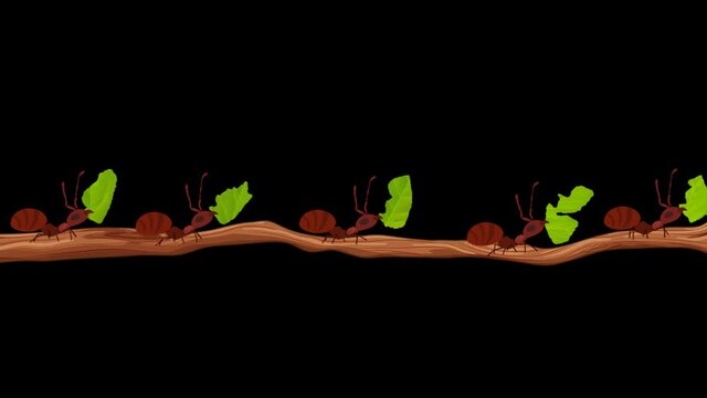 Leafcutter ants Carrying Leaves on a Branch in Seamless Loop Alpha Channel