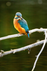 Common kingfisher perching over the river.