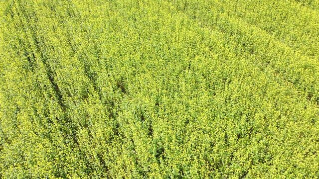 Drohnenvideo, Senfacker