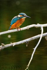 Common kingfisher perching over the river.
