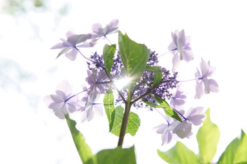 flowers isolated on white