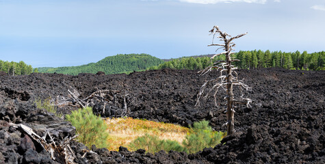 Vegetação depois do vulcão