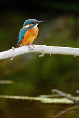 Common kingfisher perching over the river.