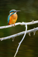 Common kingfisher perching over the river.