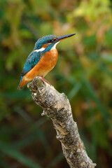 Common kingfisher perching over the river.