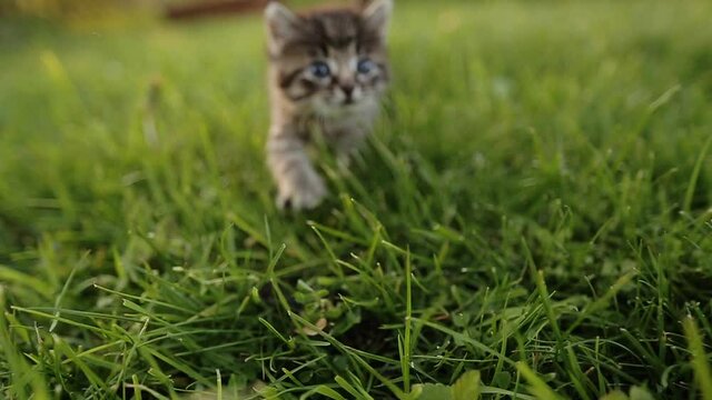 cute kitty with blue eyes walking on the garden