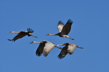 Sandhill Cranes in flight during fall migration
