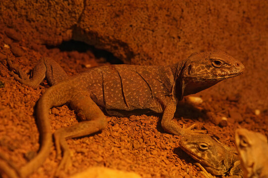 Closeup on a Great Basin collared lizard , Crotaphytus bicinctores