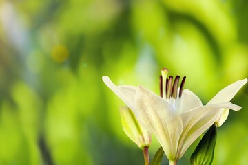 single, colored, blooming lily flower on a background