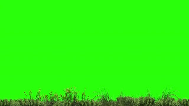 animation of harvesting grass and plants on the ground on a green screen for keying